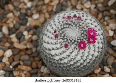 A close-up of a Mammillaria cactus, round cacti covered in fine white spines, with vibrant pink flowers blooming on top, highlighting the intricate details of the cacti and their delicate blossoms.