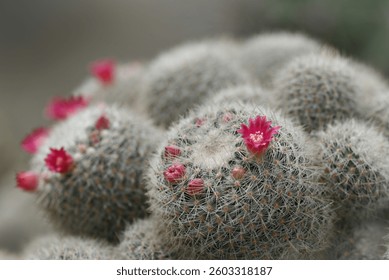 A close-up of a Mammillaria cactus, round cacti covered in fine white spines, with vibrant pink flowers blooming on top, highlighting the intricate details of the cacti and their delicate blossoms.