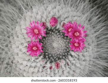 A close-up of a Mammillaria cactus, round cacti covered in fine white spines, with vibrant pink flowers blooming on top, highlighting the intricate details of the cacti and their delicate blossoms.