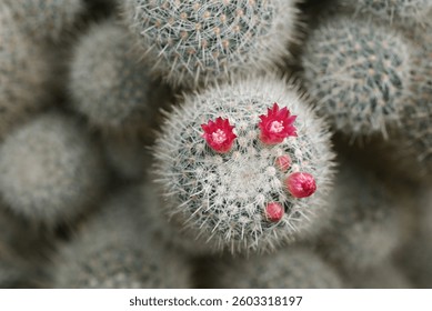 A close-up of a Mammillaria cactus, round cacti covered in fine white spines, with vibrant pink flowers blooming on top, highlighting the intricate details of the cacti and their delicate blossoms.