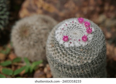 A close-up of a Mammillaria cactus, round cacti covered in fine white spines, with vibrant pink flowers blooming on top, highlighting the intricate details of the cacti and their delicate blossoms.