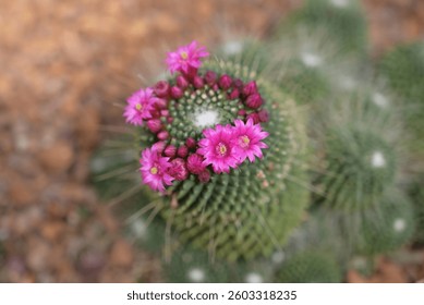 A close-up of a Mammillaria cactus, round cacti covered in fine white spines, with vibrant pink flowers blooming on top, highlighting the intricate details of the cacti and their delicate blossoms.