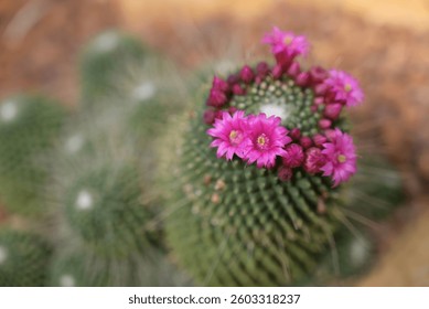 A close-up of a Mammillaria cactus, round cacti covered in fine white spines, with vibrant pink flowers blooming on top, highlighting the intricate details of the cacti and their delicate blossoms.