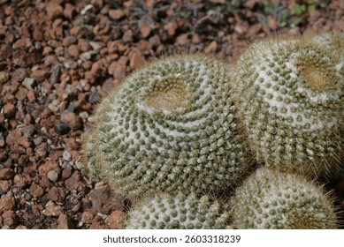 A close-up of Mammillaria cactus, round cacti covered in fine white spines, highlighting the intricate details of the cacti. Ornamental plants for decoration in the rock garden.

