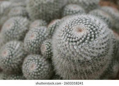 A close-up of Mammillaria cactus, round cacti covered in fine white spines, highlighting the intricate details of the cacti. Ornamental plants for decoration in the rock garden.

