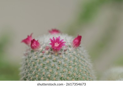 A close-up of a Mammillaria cactus, round cacti covered in fine white spines, with vibrant pink flowers blooming on top, highlighting the intricate details of the cacti and their delicate blossoms. - Powered by Shutterstock - Get 15% off with code: PIKWIZARD15