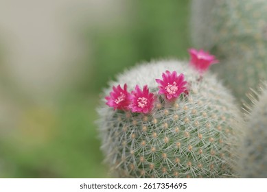 A close-up of a Mammillaria cactus, round cacti covered in fine white spines, with vibrant pink flowers blooming on top, highlighting the intricate details of the cacti and their delicate blossoms.