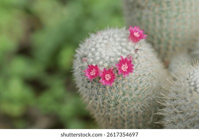 A close-up of a Mammillaria cactus, round cacti covered in fine white spines, with vibrant pink flowers blooming on top, highlighting the intricate details of the cacti and their delicate blossoms.