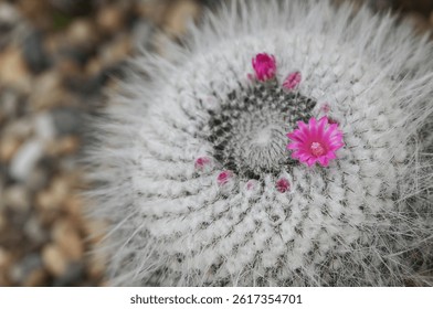 A close-up of a Mammillaria cactus, round cacti covered in fine white spines, with vibrant pink flowers blooming on top, highlighting the intricate details of the cacti and their delicate blossoms. - Powered by Shutterstock - Get 15% off with code: PIKWIZARD15