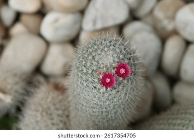 A close-up of a Mammillaria cactus, round cacti covered in fine white spines, with vibrant pink flowers blooming on top, highlighting the intricate details of the cacti and their delicate blossoms. - Powered by Shutterstock - Get 15% off with code: PIKWIZARD15