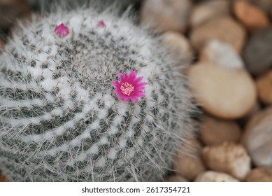 A close-up of a Mammillaria cactus, round cacti covered in fine white spines, with vibrant pink flowers blooming on top, highlighting the intricate details of the cacti and their delicate blossoms.