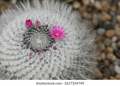 A close-up of a Mammillaria cactus, round cacti covered in fine white spines, with vibrant pink flowers blooming on top, highlighting the intricate details of the cacti and their delicate blossoms. - Powered by Shutterstock - Get 15% off with code: PIKWIZARD15
