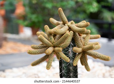 Close-up of Mammillaria elongata cactus, Ladyfinger cactus. A cluster of succulent plants with long green stems, cylindrical-shaped, and short brown spines.