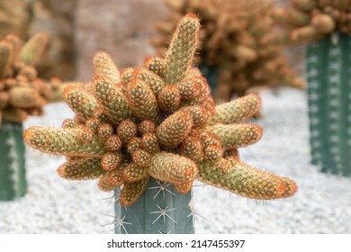 Close-up of Mammillaria elongata cactus, Ladyfinger cactus. A cluster of succulent plants with long green stems, cylindrical-shaped, and short brown spines on the rock garden.