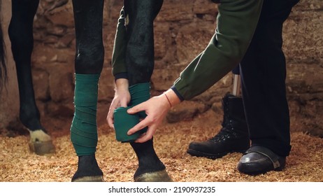 close-up, a man bandaging horse's leg. Horse legs are protected with bandages. - Powered by Shutterstock