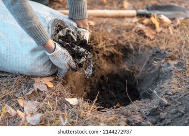 Closeup Of Man Hand Pouring Black Soil In Hole For Planting New Trees