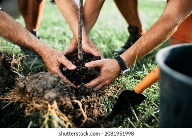 Close-up of man and his senior father planting tree together in the garden. - Powered by Shutterstock