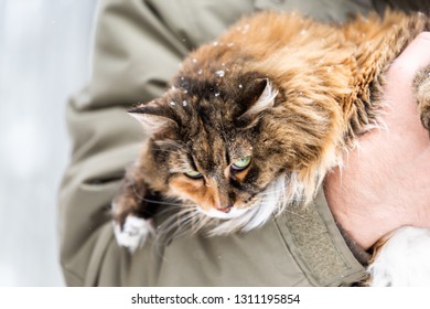 Closeup Of Man Holding Angry Maine Coon Cat Outside Outdoors In Backyard During Snow Snowing Snowstorm With Snowflakes On Head Closeup