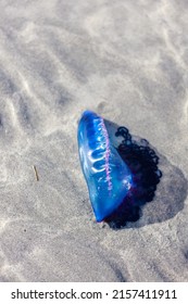 A Closeup Of A Man O War Jellyfish On A Sand