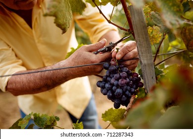 close-up man picking red wine grapes on vine in vineyard - Powered by Shutterstock