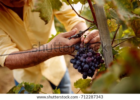 close-up man picking red wine grapes on vine in vineyard
