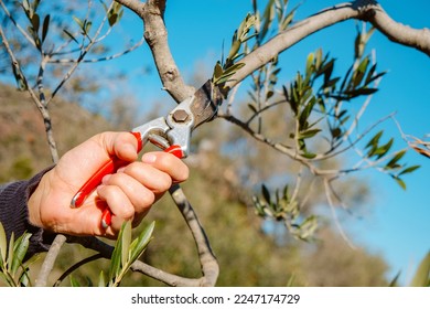 closeup of a man pruning an olive tree using a pair of pruning shears, in an orchard in Spain - Powered by Shutterstock