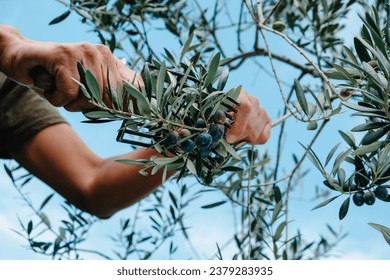 closeup of a man using a comb-like tool to harvest  some arbequina olives from the branches of an olive tree in a grove in Catalonia, Spain - Powered by Shutterstock