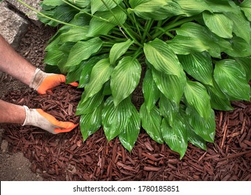 Closeup Man Wearing Gardening Gloves Spreading Brown Mulch Chips Around Hosta Plants In Garden To Control Weeds During A Yard Landscaping, Creating Decorative Borders, Soil, Fall, Spring