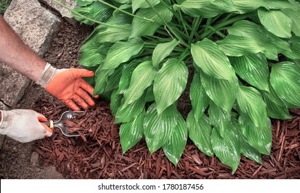 Closeup of man wearing gardening gloves and using spade trowel to apply brown mulch around hosta plants in garden to control weeds, man putting mulch in yard, landscaping, home improvement, decorative