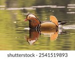 A closeup of a mandarin duck (Aix galericulata) swimming in a pond in Hangzhou, China