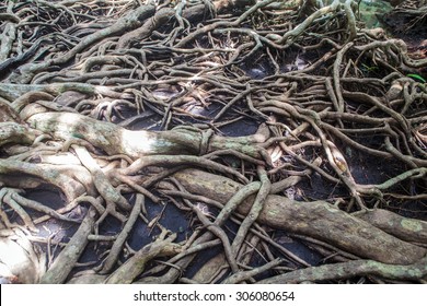 Closeup Of Mangrove Roots