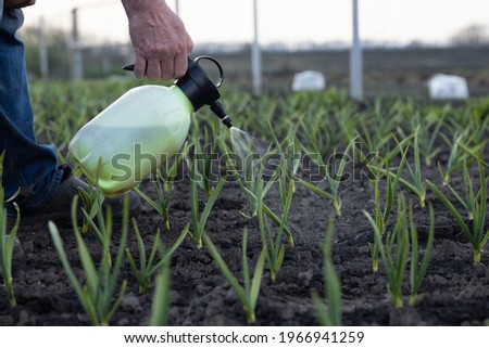 Close-up of a man's hand fertilizing garlic with a special liquid in a garden bed in spring. Fertilizing the vegetable garden. Close-up. Place for your text.