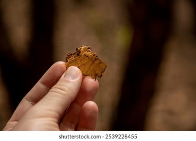 Close-up of a man's hand holding a freshly cut piece of cinnamon bark, revealing its natural texture and rich brown color. The blurred background adds depth, focusing attention on the cinnamon detail. - Powered by Shutterstock