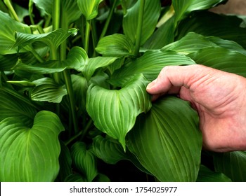 Closeup Man's Hand Holding And Inspecting Garden Green Hosta Plant Leaf, Bugs, Pests, Disease, Inspection, Healthy Plants