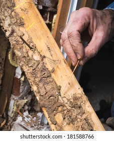 Closeup of man's hand pointing out termite damage and a live termite.