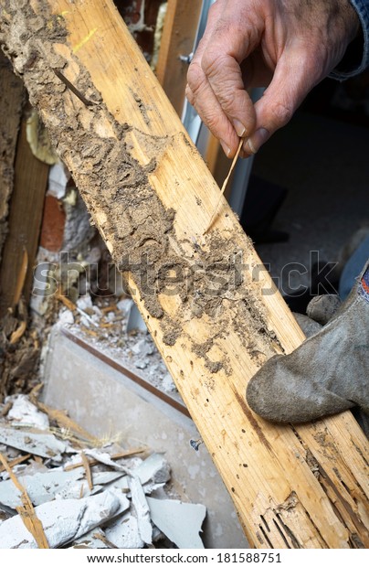 Closeup of man's hand pointing out termite
damage and a live
termite.