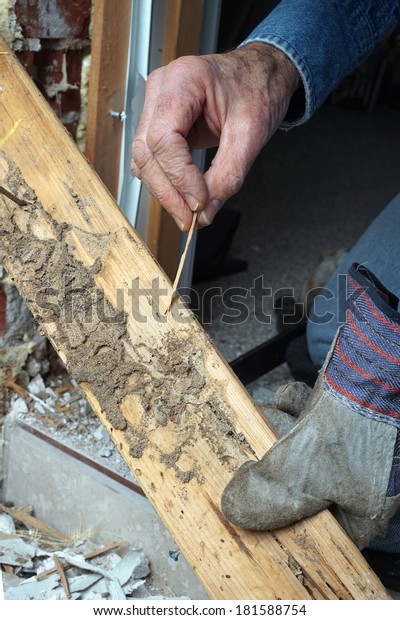 Closeup of man\'s hand pointing out termite\
damage and a live\
termite.