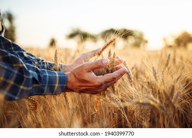 Closeup of the man's hand touching the golden ripen spikelets of wheat in the middle of the field on a sunny day. Farmer checking the quality of grains. New crop season, agricultural harvesting - Shutterstock ID 1940399770