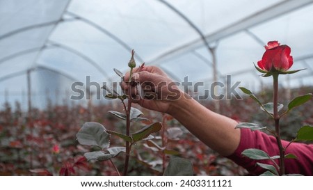 Close-up of a man's hand working inside a plastic greenhouse growing rose plants