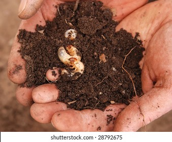 Closeup Of Man's Hands Holding White Grubs In Soil