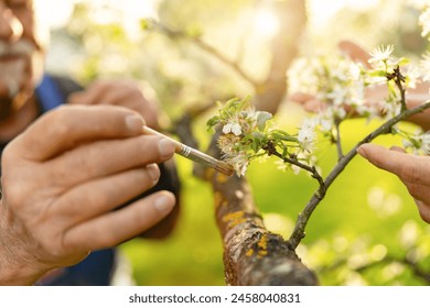 Close-up of a man's hands using a brush to pollinate apple blossoms in sunlight