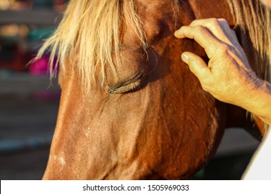 Closeup of a man's strong kind hands gently petting his Rocky Mountain Gaited horse's head, selective focus - Powered by Shutterstock