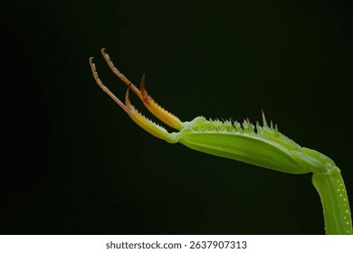 Close-up of a mantis leg with sharp spines against a dark background, showcasing the intricate details of nature.