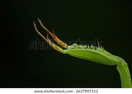 Close-up of a mantis leg with sharp spines against a dark background, showcasing the intricate details of nature.