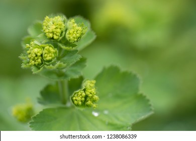 Closeup Of Mantle Flowers (Alchemilla Mollis) In Water Drops After Rain. Lady's-mantle - Perennial Garden Ornamental Plant. Selective Focus.