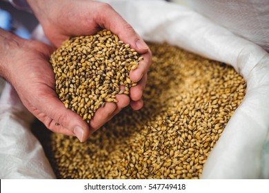 Close-up of manufacturer holding barley over sack at brewery