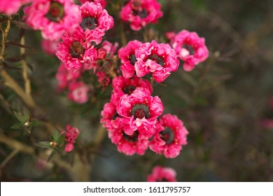 Closeup Of Manuka Myrtle Or Leptospermum Scoparium Or New Zealand Tea Tree
