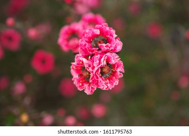 Closeup Of Manuka Myrtle Or Leptospermum Scoparium Or New Zealand Tea Tree
