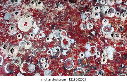 Close-up of many barnacles stuck to the side of an old scratched red boat hull