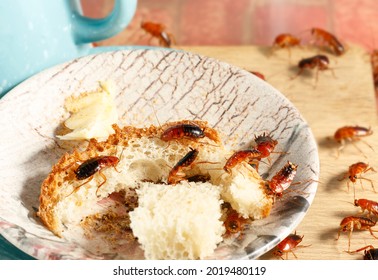 close-up of a many cockroaches climb on bread on a pink plate on the wooden board. Pest control concept.